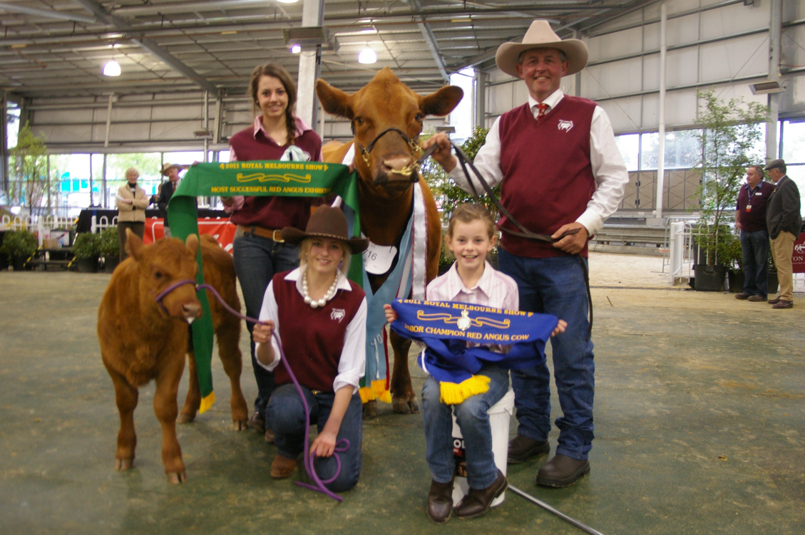 The Bolton family’s foundation Red Angus female ‘Whisper’ (a firm family favourite) who was Supreme Champion Red Angus Exhibit in 2011.